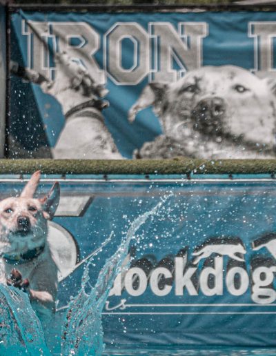 Harold Hauser vbtfwhite dog splash1r 5049