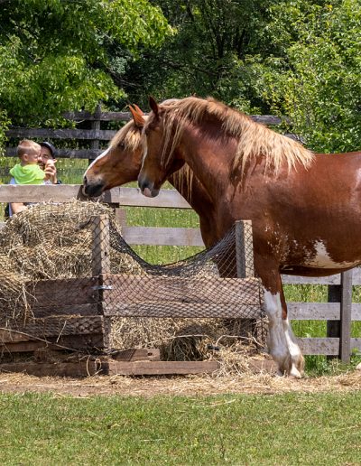 Sheri Sparks Draft Horses 2