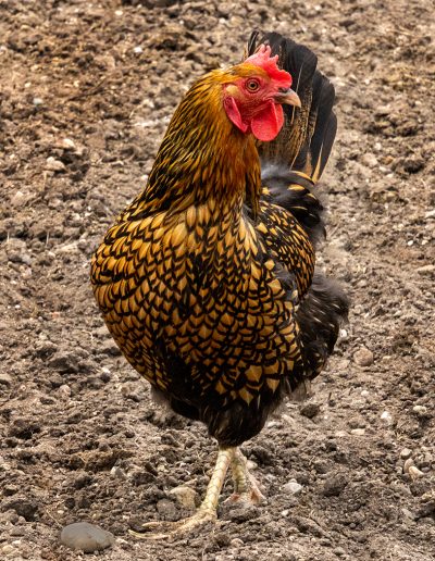 Sheri Sparks Golden Laced Wyandotte Chicken 2