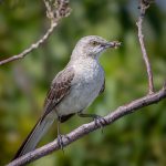 Greg KarpBuggin for lunch