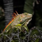 Greg KarpDragon peekaboo