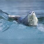 Karolyn BerkielOn Ancient Ice