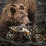 Karolyn BerkielPrize Catch