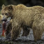 Karolyn Berkiel Grizzly mom and cub fishing together GO8I8333 Edit 6 2