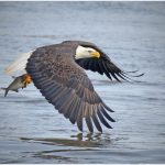 Michael SchmittEagle and the Mississippi