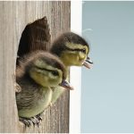 Michael SchmittJust before the first flight