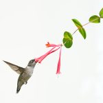 Michael SchmittRuby throat on Trumpet Honeysuckle