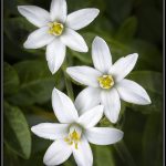 Sue MatsunagaOrnithogalum