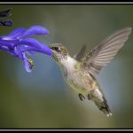 Sue Matsunaga Sue Matsunaga Bug and Hummer Share