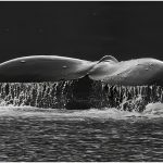 Carl StinemanFlukey Waterfall