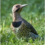 Carl StinemanNorthern Flicker