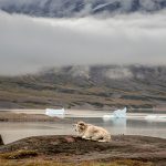 Greg KarpSleepy sheep cloud inversion