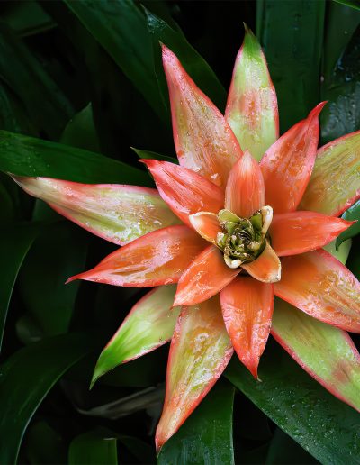 Joseph Rosenberg Jungle Flower