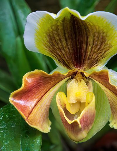 Joseph Rosenberg Orchid Flower