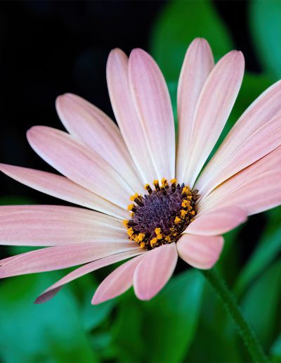 Joseph Rosenberg Single Flower