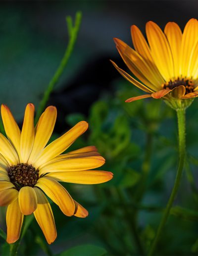 Joseph Rosenberg Two Flowers