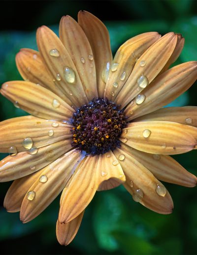 Joseph Rosenberg Wet Flower