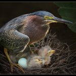 Liz Rose FisherGreen Heron Family