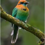 Michael TrahanBroad billed Motmot Checking Me Out