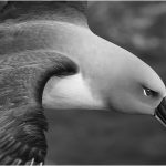 Michael TrahanGoing Through