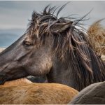 Michael TrahanThe Head of the Herd