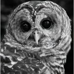 Michael TrahanWho o o o