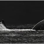 chstineman@att.netB1Synchronized Swimming