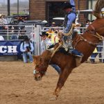 Gary Edwards Feisty Bronco