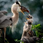 Sue BaronAnticipation