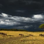 Carl Deal2 Serengeti Storm