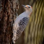 Greg KarpSpeckled light