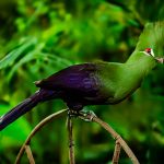 Jennifer DurotA Wee Bit of Irish in Him