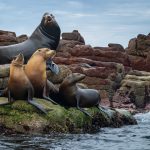 Joseph RosenbergSea Lions at Los Elotes