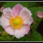 Sue MatsunagaAnemone