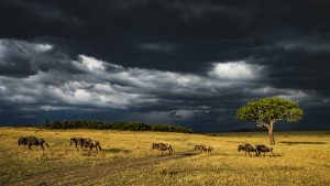 A22061Carl Deal2 Serengeti StormAcarl.deal57@gmail.com