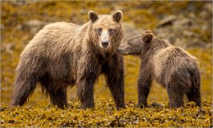 kberkiel@comcast.net3Guardian of the shore