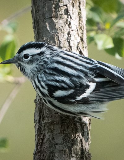 Mike Trahan Black and white Warbler