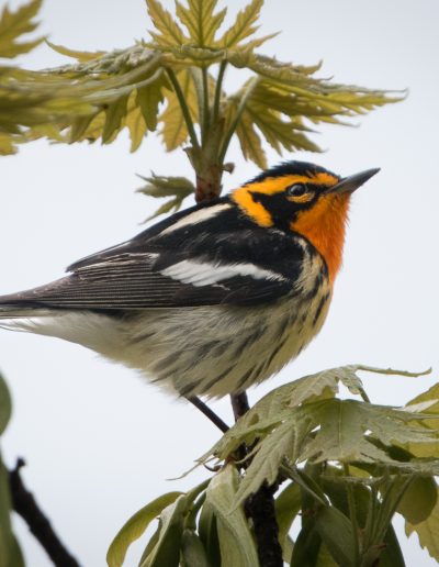 Mike Trahan Blackburnian Warbler 2