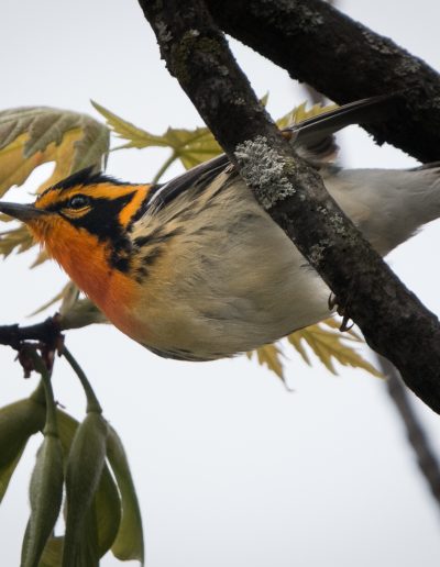 Mike Trahan Blackburnian Warbler 3