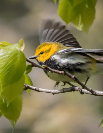 Mike Trahan Blackburnian Warbler