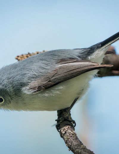 Mike Trahan Blue grey Gnatcatcher 2