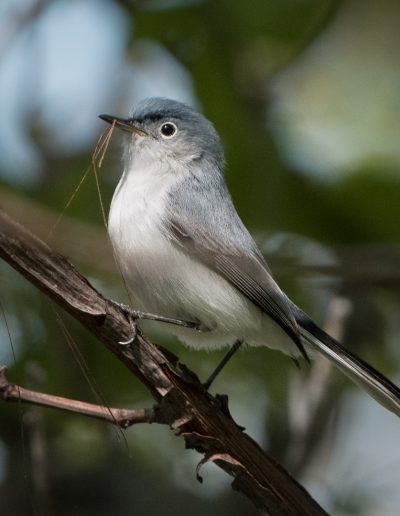 Mike Trahan Blue grey Gnatcatcher