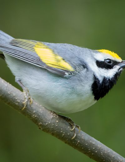 Mike Trahan Golden winged Warbler 2
