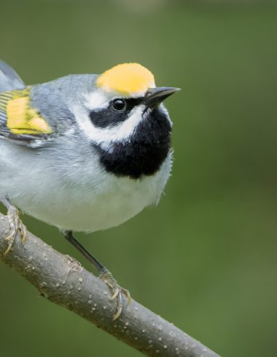 Mike Trahan Golden winged Warbler