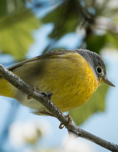 Mike Trahan Nashville Warbler