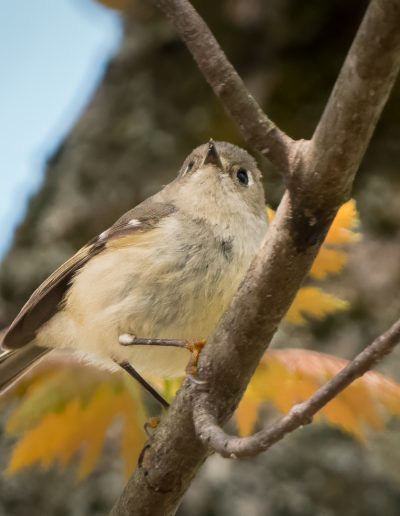 Mike Trahan Ruby crowned Kinglet