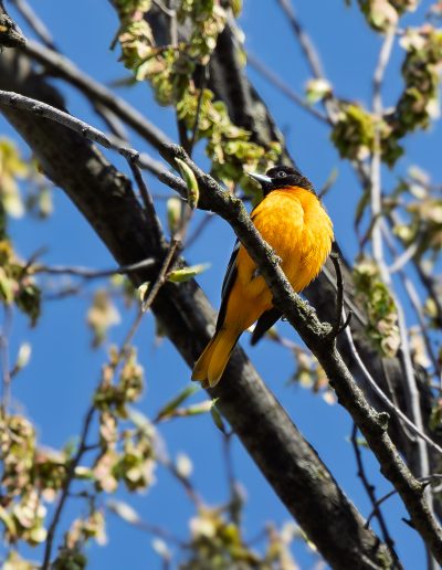 greg karp 0E2A2738 Enhanced NR