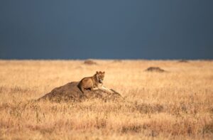 Carl Deal Vast Solitude