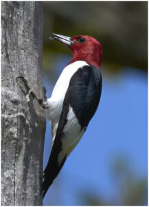 Carl Stineman Red headed Woodpecker