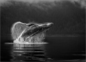 Karolyn Berkiel Breach of Glory 8270 Edit 6 EditPSB copy 1